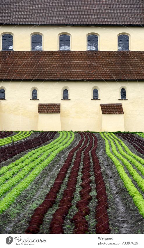 Klostergarten Garten Salat slowfood Bioprodukte Bodensee reichenau Kirche Landwirtschaft
