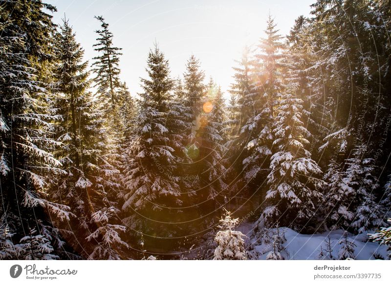 Harzer Winterlandschaft II Ausflug Abenteuer Ferne Freiheit Ferien & Urlaub & Reisen Tourismus Winterurlaub wandern Umwelt Natur Schönes Wetter Pflanze