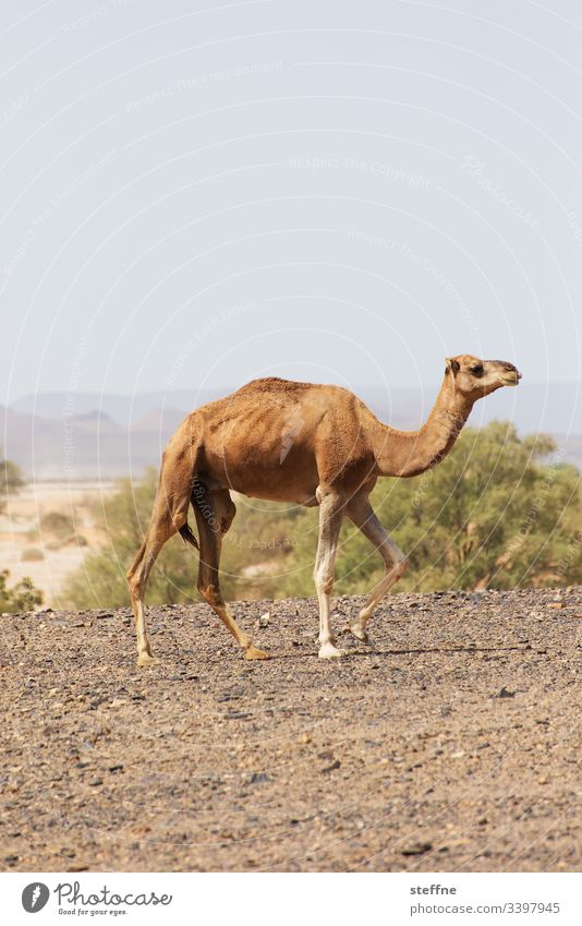 Dromedar Kamel Wüste Trockenheit Tierporträt
