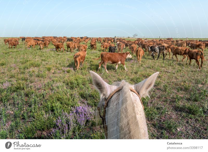 Die Rinder der Herde versammeln sich auf der mit wilder Minze bewachsenen Weide, im Vordergrund ein Pferdekopf Himmel Sommer Wiese Pampa Steppe Nutztier Tier