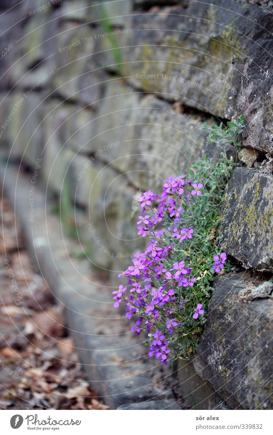 Mauerblümchen Umwelt Pflanze Tier Frühling Blume Blüte schön violett Fröhlichkeit Lebensfreude Ausdauer Trauer Sehnsucht Mauerpflanze Mauerstein Mauermoos