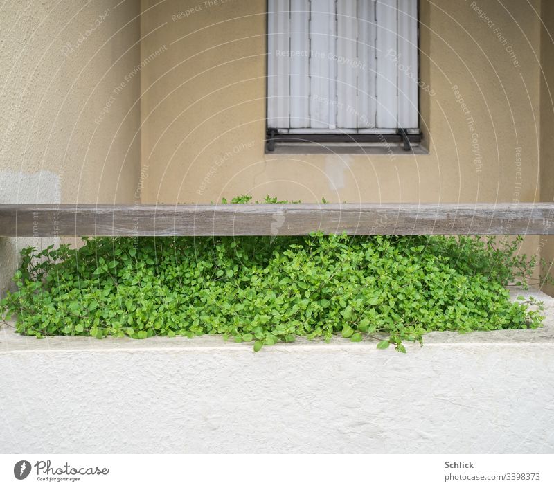 Blumenkasten mit leckerer Vogelmiere (Stellaria) vor Fenster mit geschlossenem Klappladen Unkraut grün beige weiß Unbewohnt Außenaufnahme verlassen verreist