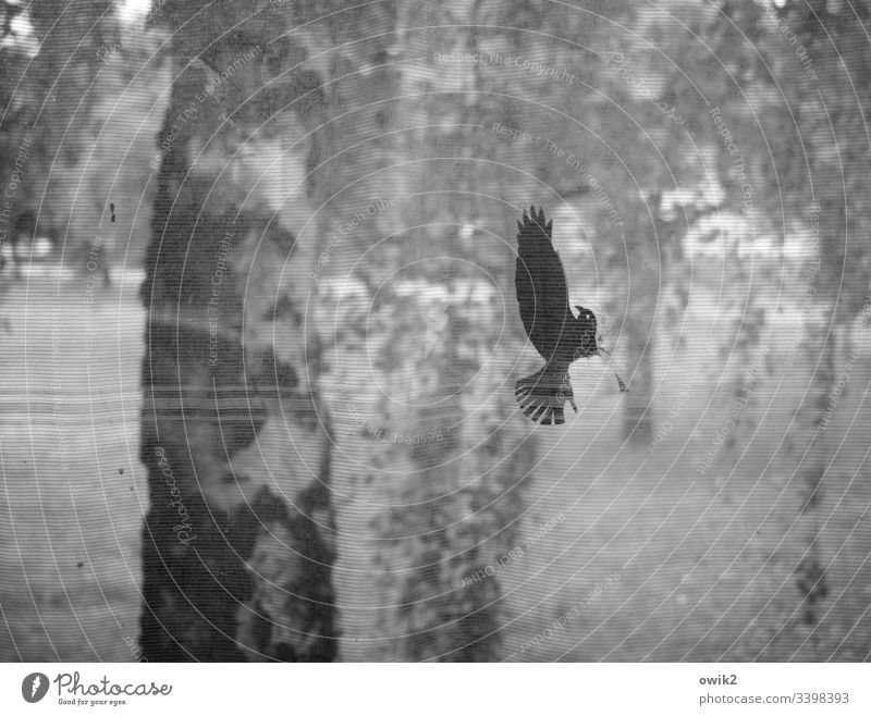 Gefallener Engel Glasscheibe Aufkleber Detail durchsichtig Vogel Absturz beschädigt verwundet hilflos schwache Tiefenschärft Fensterscheibe Scheibe Textfreiraum