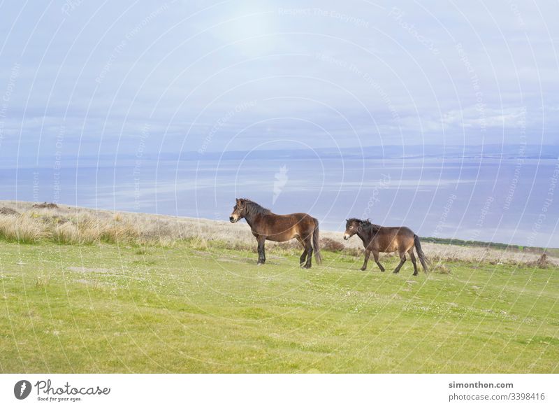 Pferde in Süd-England Küste bewölkt Wiese Natur Reisen Wildnis Freiheit Ferien & Urlaub & Reisen Landschaft Außenaufnahme Tourismus natürlich Aussicht
