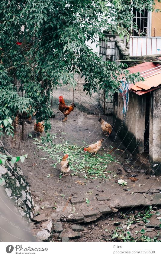 Hühner die in einem Hof frei herum laufen Hahn Hähne Bauernhof bio freilandhaltung Natur Hinterhof Asien Südostasien fressen picken Futter Vogel Haushuhn