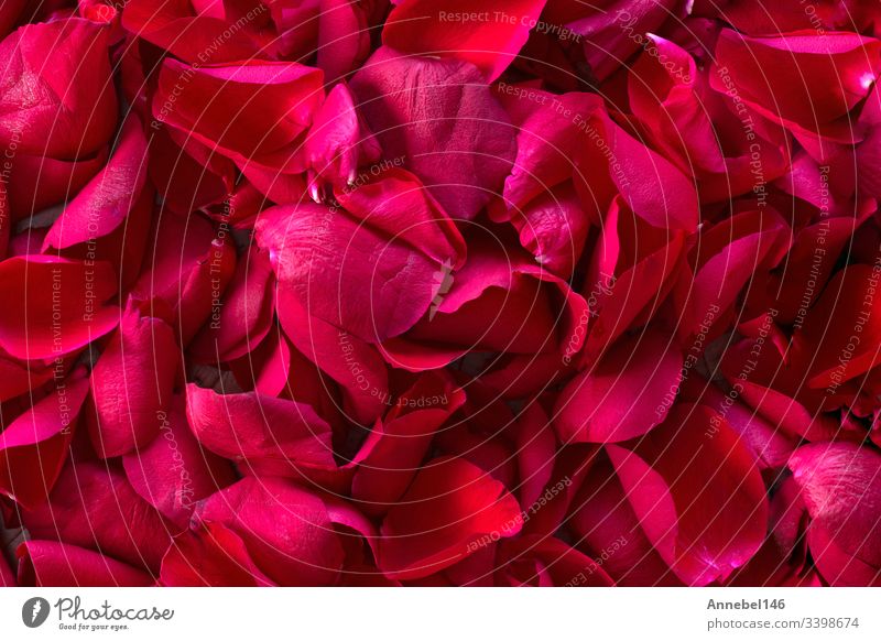 Flor aus roten Rosenblättern Hintergrundtextur Roséwein Tapete Wittern romantisch erfrischend Pflanze Haufen Duftwasser organisch natürlich Mosaik Makro Blume