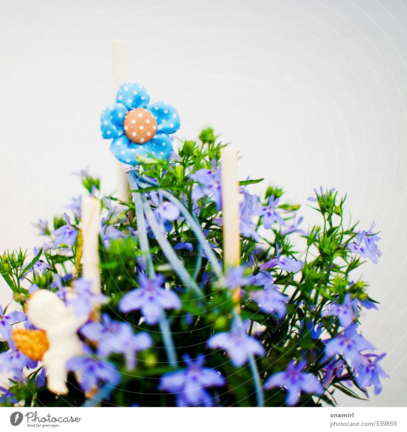 blumensträußchen Dekoration & Verzierung Gartenarbeit Pflanze Blume Blüte Blumenstrauß authentisch Duft frisch klein natürlich niedlich blau mehrfarbig grün