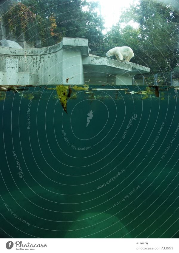 der alte bär Eisbär Zoo Lücke ruhig Erwartung Einsamkeit stagnierend Publikum Besucher Verkehr Bär Wasser Perspektive warten Leben