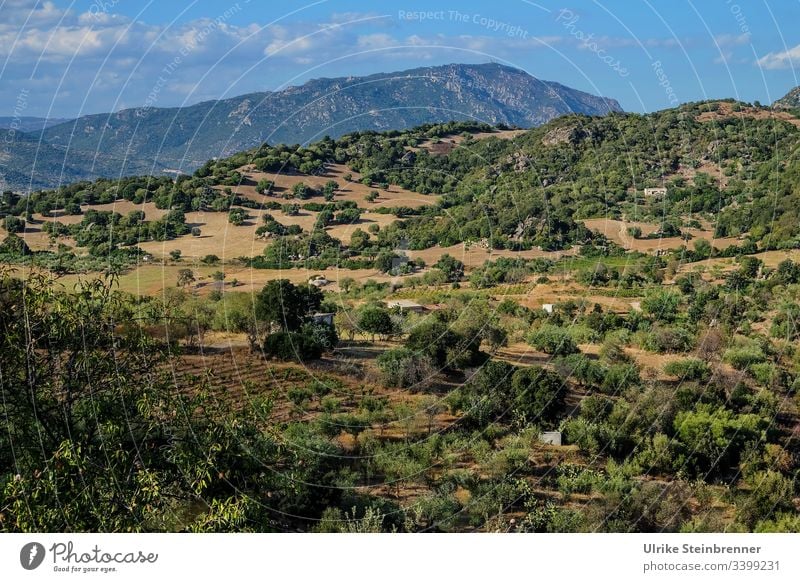 Landschaft auf Sardinien Berge Gebirge Bäume Felder Äcker Landwirtschaft Ackerbau ländlich Hütten Hügelkette hügelig bewaldet Natur grün Umwelt