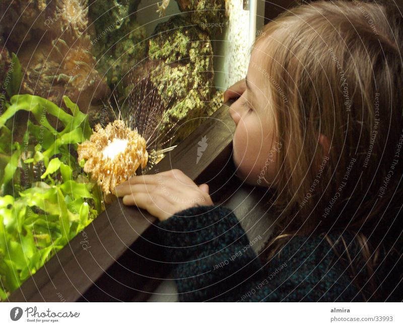 Seeigel ganz nah Zoo Aquarium Kind Mädchen grün Algen entdecken Mensch Fisch Wasser Glas beobachten