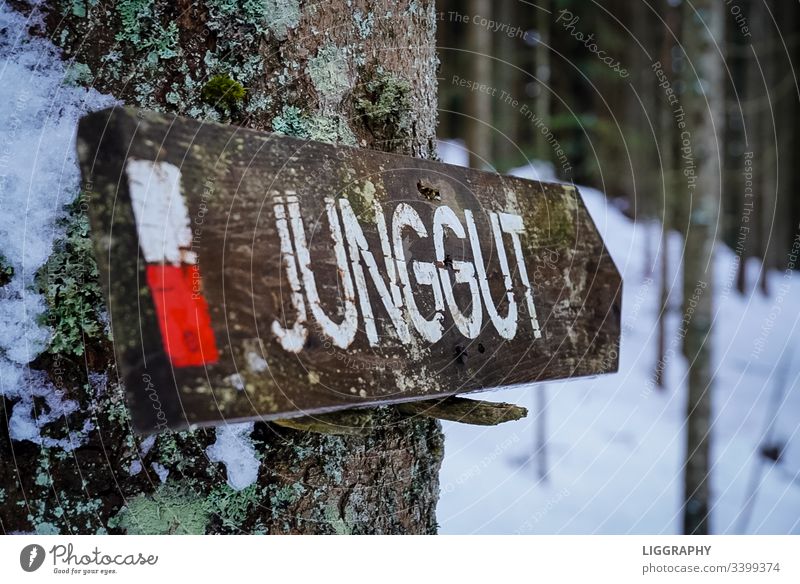 Wegweiser- Jung. wandern jung gut ausgebildet Berge Wald Austria Österreich gehen hiking Suche Freude Einsam allein