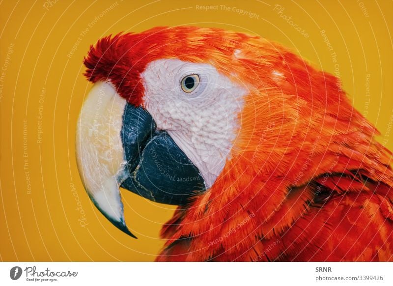 Der Ara-Papagei Tier ara Vogel Vogelwelt Schnabel Rechnung Fauna gefiedert neb gehockt Porträt psittacidae Zygodaktylus