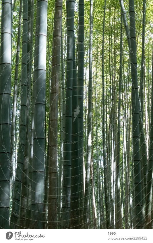 Ein weiterer Bambuswald Bambusrohr Japan Reisefotografie grün Pflanze Natur Asien Wald Außenaufnahme exotisch Schatten