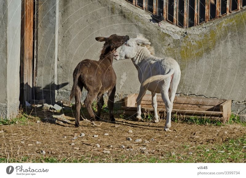 Zwei glückliche Pony-Pferde, die ihre Gefühle ausdrücken Ponys Tier Säugetier pferdeähnlich Ausdrücken Liebe aktiv Glück Reiten Fell Mähne Kamm Haustier