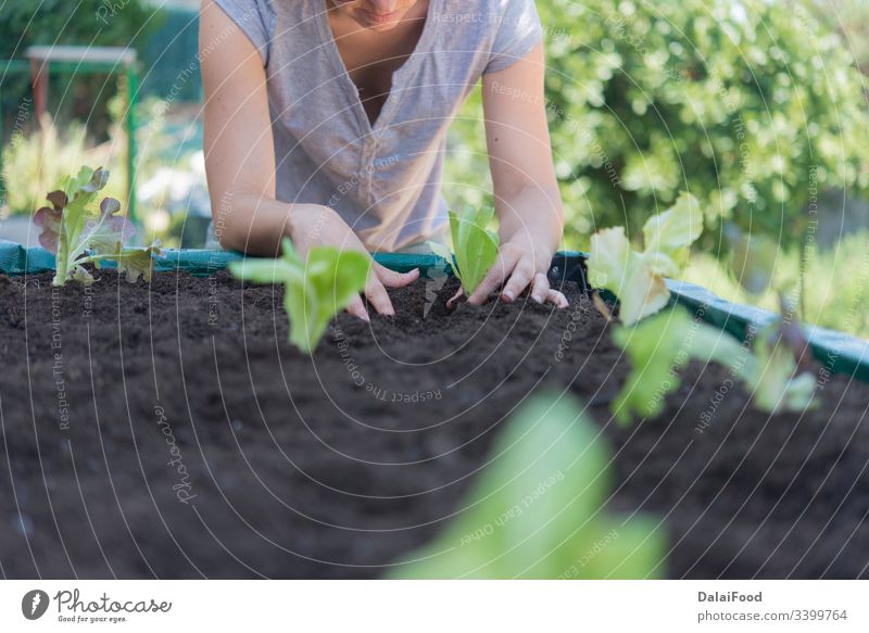 Plattierung von Bio-Salat im Haushalt landwirtschaftlich Ackerbau Hintergrund Biografie blau cooler Hintergrund Kopierbereiche Ernte kultiviert Bodenbearbeitung