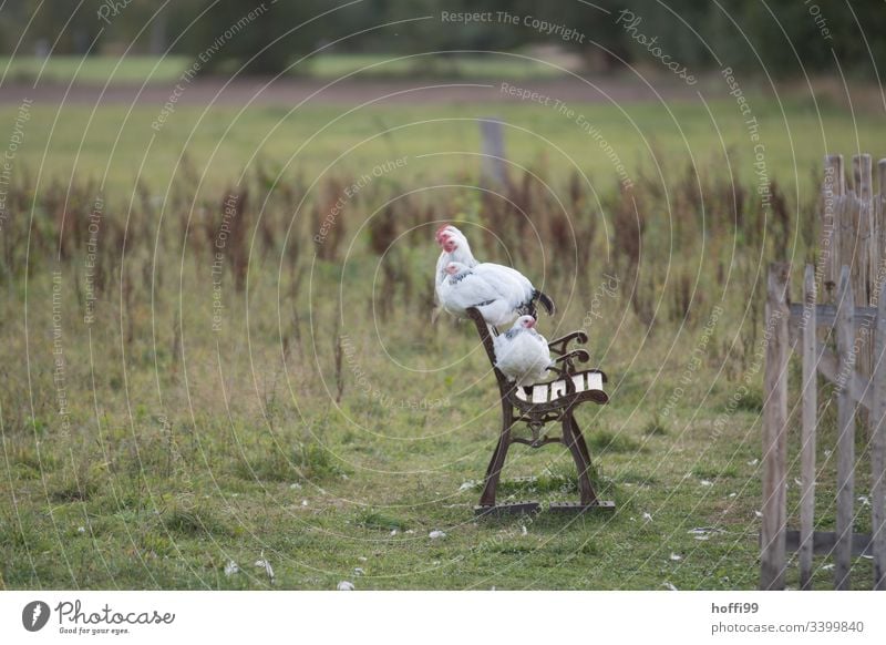 Sundheimer Hühner auf einer Bank Sundheimer Huhn Geflügel Henne Hahn natürlich ökologisch Landwirtschaft Nachhaltigkeit nachhaltig artgerecht