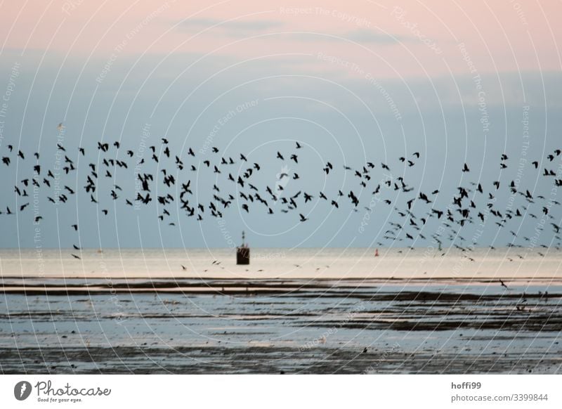 Ein Schwarm Stare am Morgen über dem Wattenmeer Vögel Ebbe Nordsee Nordseeküste Küste Landschaft Wasser Strand Horizont Wolken Reflexion & Spiegelung