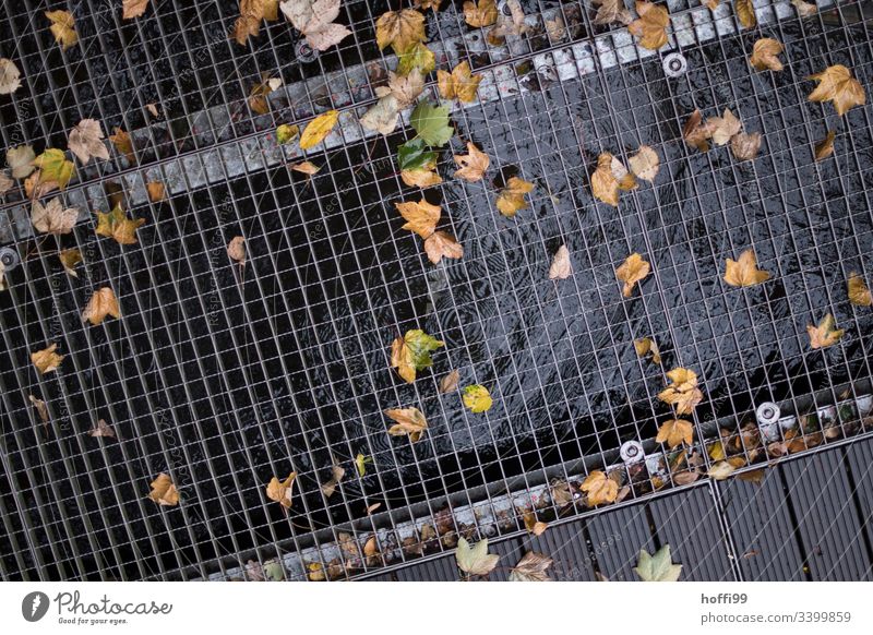Herbstlaub auf der Gitterroste Herbstfärbung Wassertropfen Pfütze herbstlich Blatt Herbstbeginn nass Reflexion & Spiegelung