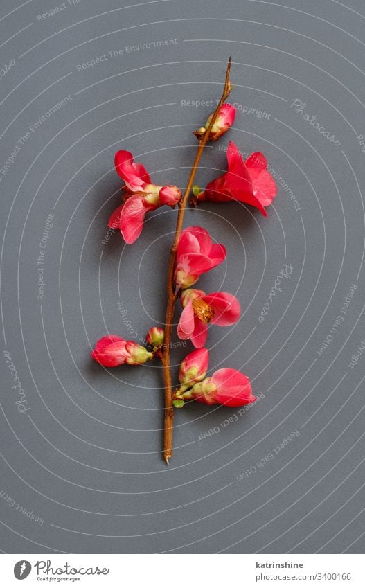 Brunch mit rosa Frühlingsblumen auf grauem Hintergrund Blume romantisch Draufsicht oben Blütenblätter Knospen Pfirsich Textfreiraum Negativraum Konzept kreativ