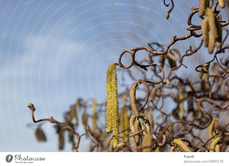 Korkenzieherhasel (Corylus avellana Contorta) strauch Haselnuss Korkenzieherhaselnuß Birkengewächs blütenkätzchen männlich weiblich gedreht verdreht Pflanze