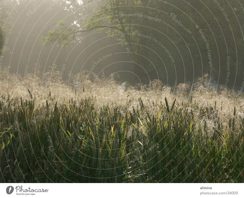Morgenlicht Stimmung Wiese Gegenlicht Gras Sommer frisch Seil Nebel Freude