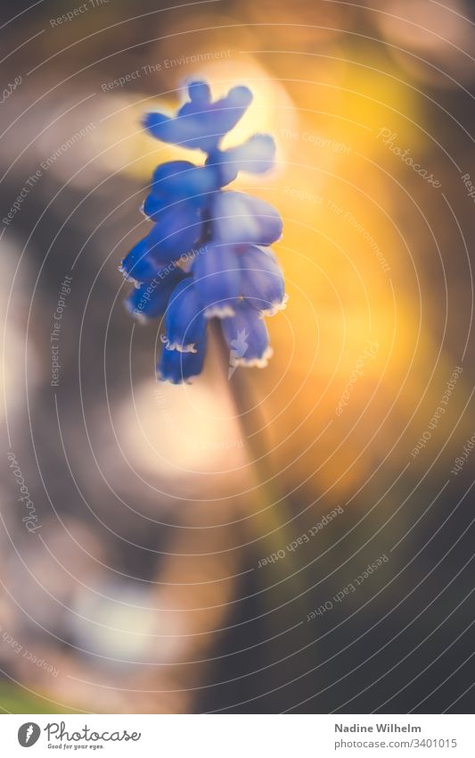 Traubenhyazinthe im Licht Blume Lichterscheinung blurred blurry Bokeh Pflanze Unschärfe Farbfoto Natur Frühling Blüte blau Nahaufnahme Makroaufnahme