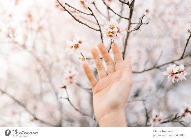 Frau berührt mit der Hand den Mandelblütenbaum. Kirschbaum mit zarten Blüten. Erstaunlicher Frühlingsanfang. Selektiver Fokus. Blumen-Konzept. Finger Frauen
