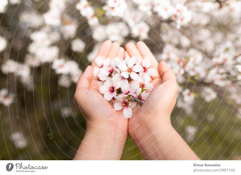 Frau berührt mit der Hand Mandelblütenbaumblüten. Kirschbaum mit zarten Blüten. Erstaunlicher Frühlingsanfang. Selektiver Fokus. Blumen-Konzept. Finger Frauen