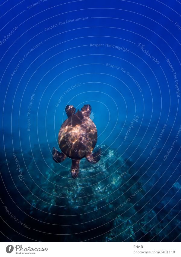 Grüne Meeresschildkröte schwimmt durch Lichtstrahlen Schildkröte grüne Meeresschildkröte Strahlen Sonnenlicht reffen unter Wasser MEER Balken tropisch marin