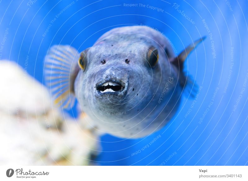 Fugu-Fische als Natur unter Wasser fugu puffern blau MEER Sinkflug marin Meer Tier giftig exotisch Makro Kugelfisch tropisch tetraodontidae wild Leben Japan