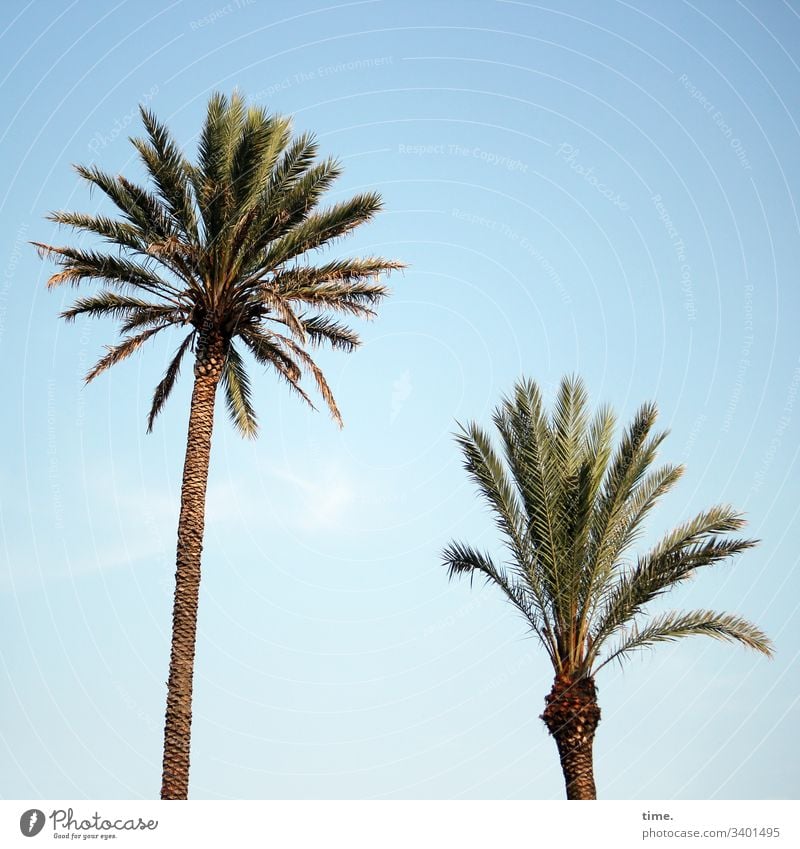 Strandfeuerwerk palme sonnig himmel palmenblatt natur pflanze spreizen nebeneinander zwei unterschiedlich wachstum fröhlich warm baumstamm klein groß