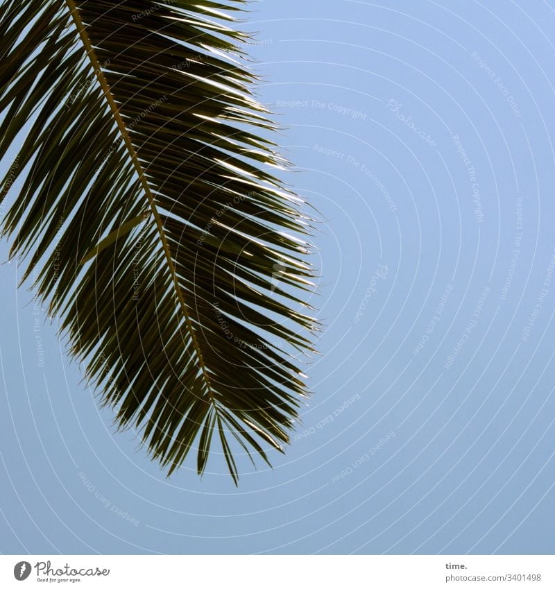 Gruß von oben palme detail oberfläche blau linien sonnig himmel palmenblatt glitzern hängen natur pflanze spreizen nebeneinander parallel schatten