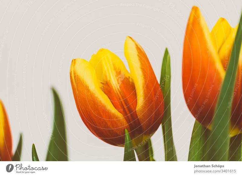 schöne Tulpen vor hellem Hintergrund als Geschenk zum Muttertag Blütezeit Blumenschmuck Schönheit und Schönheit Blumenstrauß Vor hellem Hintergrund Nahaufnahme