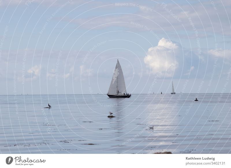 Ein Segelschiff auf der Ostsee vor der Insel Poel. Boot Segelboot Ocean Meer Möwen Vögel Natur Wasser blaues Meer