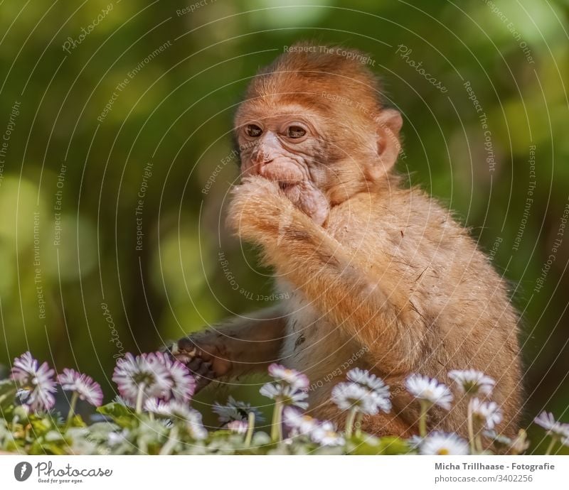 Kleiner Berberaffe auf der Wiese Berberaffen Tierjunges Äffchen Affen Tiergesicht Fell Pfote Finger Wildtier Neugier sitzen entdecken Sonnenlicht Augen Ohren
