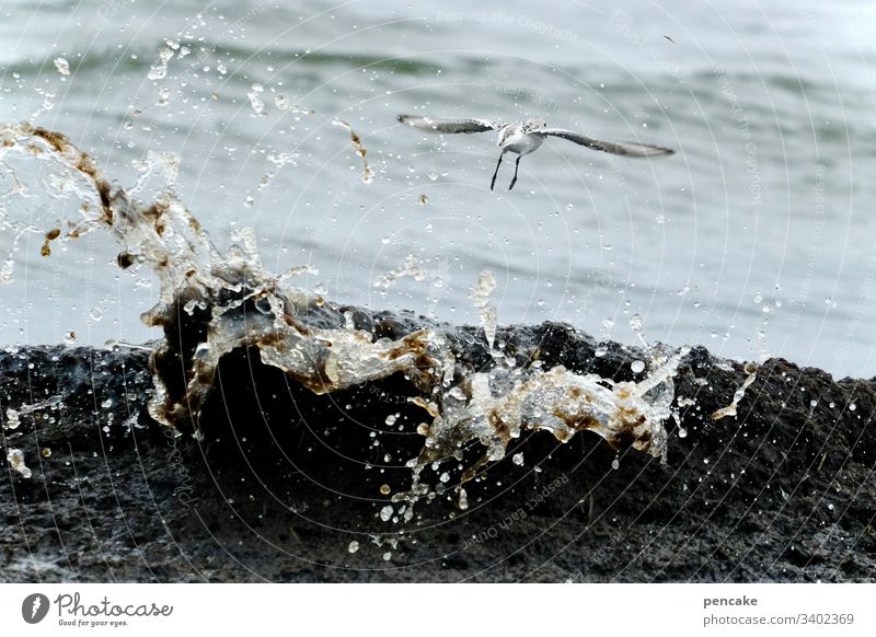 und abflug! Möwe fliegen Welle Meer Ostsee Darß spritzen Wasser Vogel Abflug Flucht Himmel Küste Strand Farbfoto Flügel Möve Freiheit frei