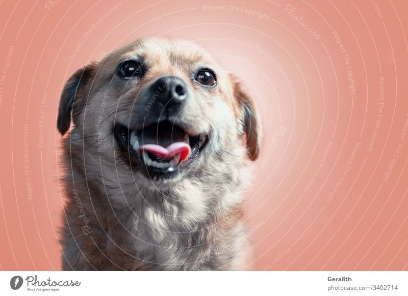freudig lächelnder, mischlingsroter Hund auf pfirsichfarbenem Hintergrund annehmen einen Hund adoptieren einen Welpen adoptieren angenommen Adoption Erwachsener