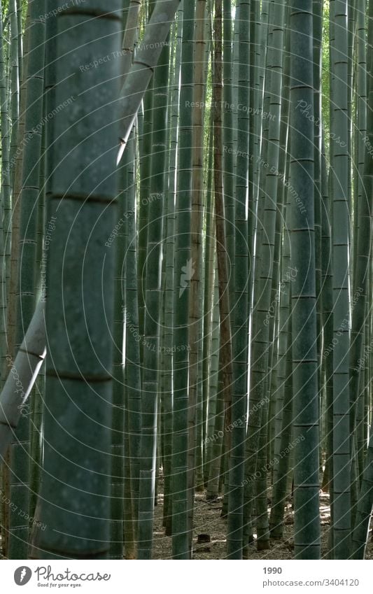 Bambuswald Bambusrohr Japan Reisefotografie grün Pflanze Natur Asien Wald Außenaufnahme exotisch Schatten