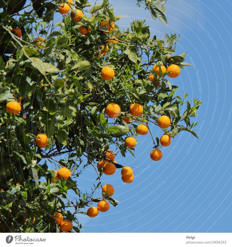 Orangenbaum mit reifen Orangen vor blauem Himmel Baum Zweig Frucht Außenaufnahme Farbfoto Natur Umwelt mediterran Sonnenlicht schönes Wetter Blatt menschenleer