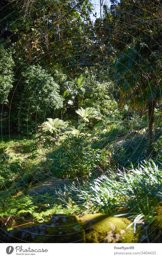 Blick auf einen wilden Dschungel von oben Pflanze natürlich dicht Waldboden Mittelamerika Schutzdach reisen hellgrün tropisch Palme frisch Flora warm Baum