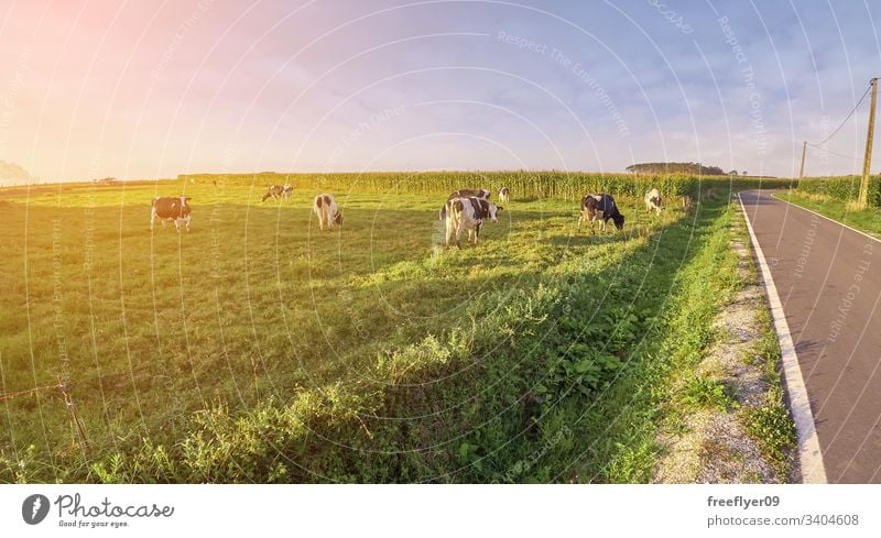 Grasfeld mit Kühen und einer Straße in der Nähe Zucht Ackerbau Herde Kuh schwarz Lebensmittel Frau weiden Dorf Bauernhof malerisch Familie Weidenutzung ländlich