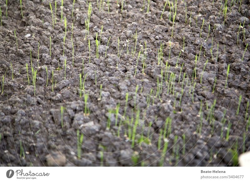 Neuanfang Erde Frühling Samen Keimling Neubeginn sprießen Pflanze Wachstum Garten Ackerbau frisch jung organisch Boden