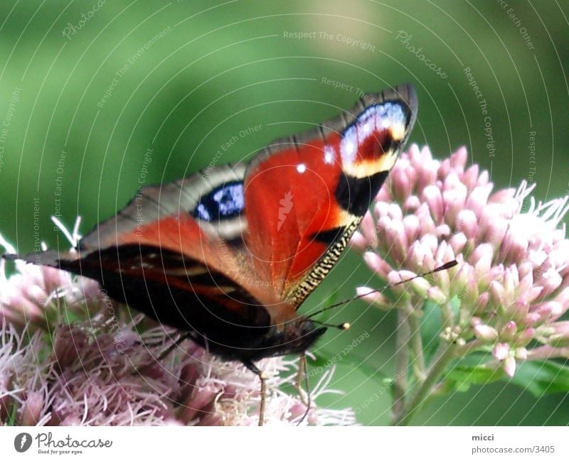 Schmetterling Blume Tagpfauenauge Verkehr Natur Flügel Pflanze