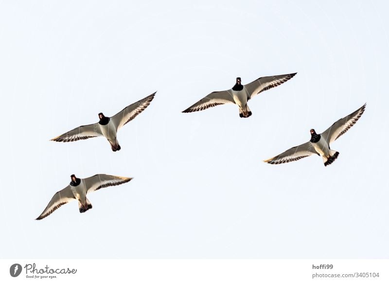 Gang of Four - Austernfischer im Flug von unten Vögel Wildvögel Nordsee Tierporträt Bewegung beobachten authentisch schreien fliegen frisch Morgen Sonnenlicht