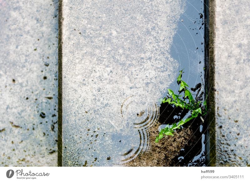 Löwenzahn in einer Lücke zwischen nassen Treppen Park Regen Sonntag Löwenzahnpflanze grün nasses Grün Nassreflexion Reflexion & Spiegelung Pflanze Natur Wasser