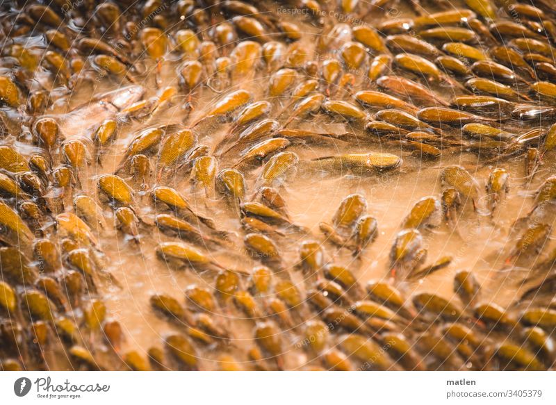 Ausgetrocknet Duerre Fisch Schwarm Costa Rica Wasser Braun Trockenheit Klimawandel Ersticken Wärme Lagune Luft isoliert