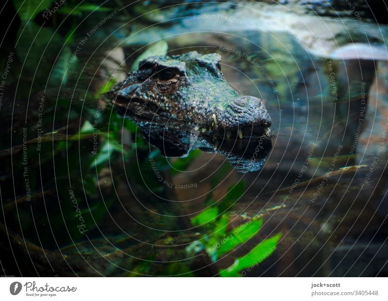 Krokodil schaut aus dem Wasser Tierporträt Kunstlicht Lebensraum exotisch Aquarium Reflexion & Spiegelung gefährlich verdeckt Wasseroberfläche Fauna tropisch