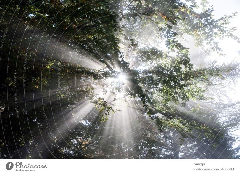 Strahlen Blätterdach Blatt Zweige u. Äste Gegenlicht Sonnenstrahlen mystisch Klima Gefühle Urelemente Natur Baum Wald Hoffnung Religion & Glaube