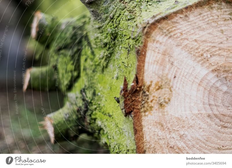 Jahresringe Baumstamm Holz Baumrinde Farbfoto gefällter baum Natur
