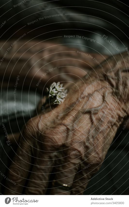Ältere Person mit winziger Blüte kupieren älter Blume Hautfalten Leben Angebot Vene Blütezeit Hand frisch natürlich Pflanze Pflege gealtert Senior
